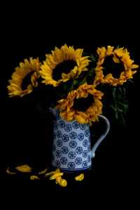 photo of sunflowers in vase against black background